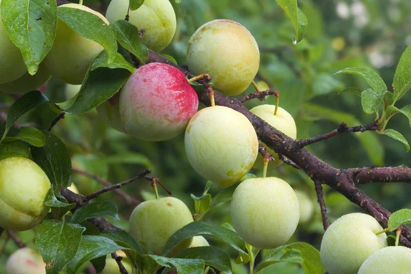 Rijping vruchten voor een superieure Japanse plum — Stockfoto