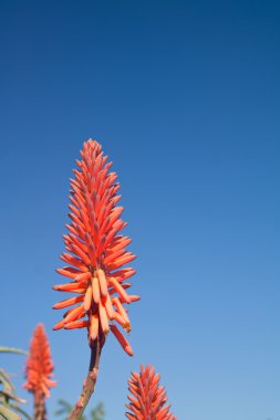 Flower of an aloe plant against a blue sky clipart
