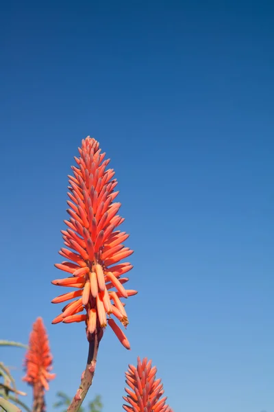 Mavi gökyüzü karşı bir aloe bitkisinin çiçek — Stok fotoğraf