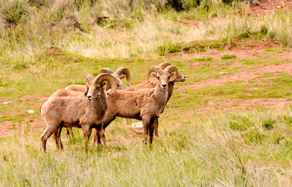 Gran cuerno de oveja Imagen de stock