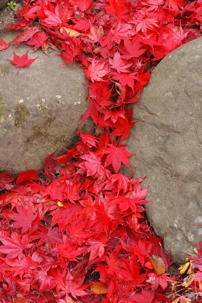 stock image Maple leaves waterfall