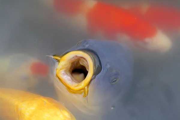 特写图像的特征池塘里的日本鲤鱼张开嘴 — 图库照片