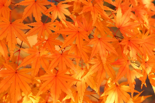 Beautiful Light Play Some Red Maple Leaves — Stock Photo, Image
