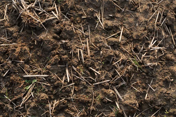 Erde Detail Einem Winter Reisfeld Nützlichen Hintergrund Oder Textur — Stockfoto