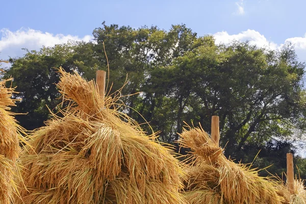 Zajímavé Zemědělské Detail Horní Části Některých Rýže Hromádky — Stock fotografie