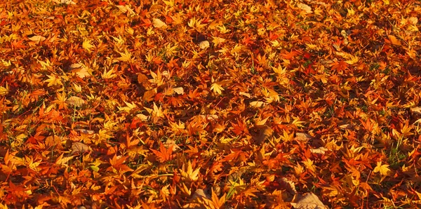 Autumn carpet — Stock Photo, Image