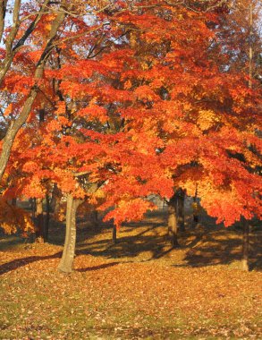 ına Japonca park akçaağaç ile güzel sonbahar renkleri