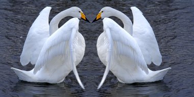 Swan couple romance clipart