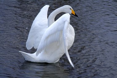 Swan ballet clipart