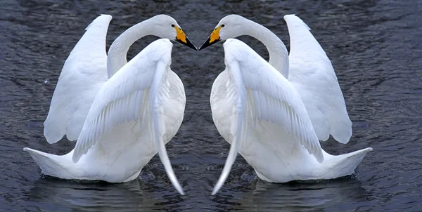 Cisne pareja romance —  Fotos de Stock