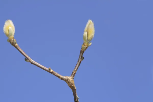 Brotes de magnolia —  Fotos de Stock