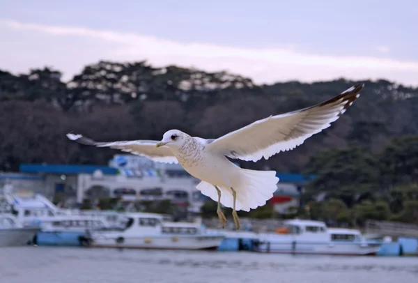 Voo de gaivota — Fotografia de Stock