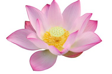 görkemli lotus çiçeği