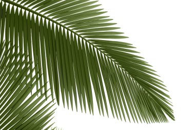 Green palm leaves clipart