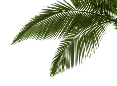 Beyaz arka plan üzerinde palmiye yaprakları