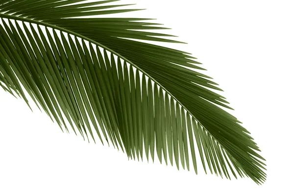 Folhas verdes de palma — Fotografia de Stock