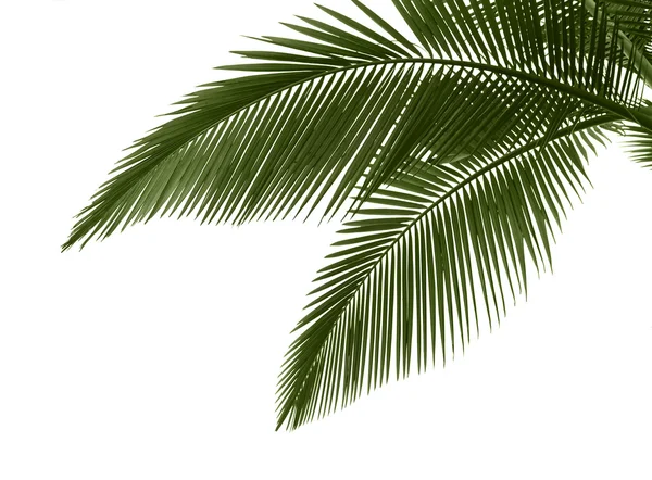 Листя пальми на білому тлі — стокове фото