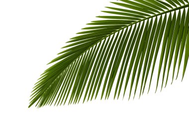 Green palm leaves clipart