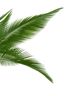 Green palm leaves clipart