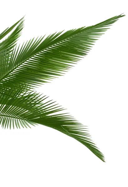Feuilles de palmier vert — Photo