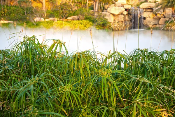 Foggy Chinese Botanical Garden Grass Waterfall Wonderful Zen Background — Stock Photo, Image