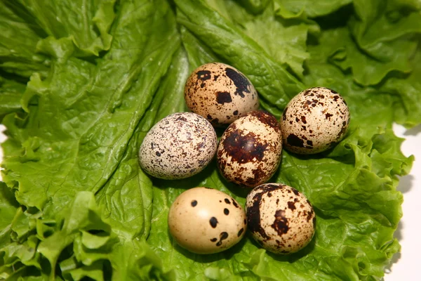 Křepelčí vejce — Stock fotografie