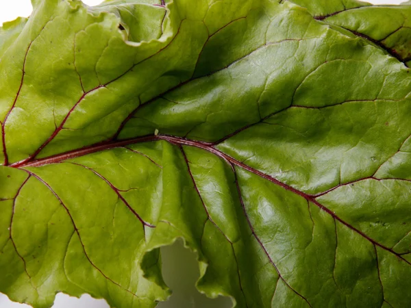 Stock image Beet leaf closeup