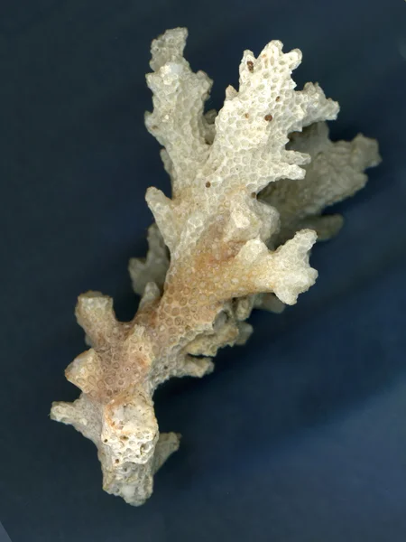 Ramo Coral Papel Azul — Fotografia de Stock