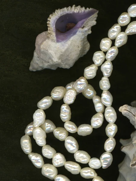 Collar Perlas Conchas — Foto de Stock
