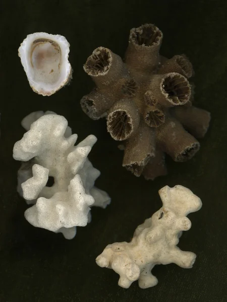 小贝壳和珊瑚的碎片 — 图库照片
