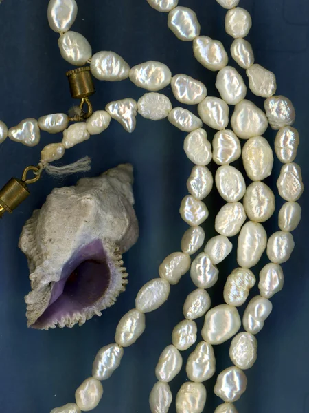 Перл Ожерелье Шелл — стоковое фото