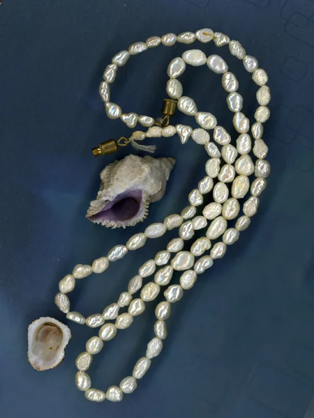 Perlenkette Und Muschel — Stockfoto