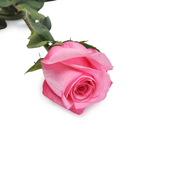 Die rosa Rose — Stockfoto