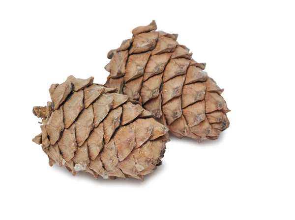 Group of cones — Stock Photo, Image