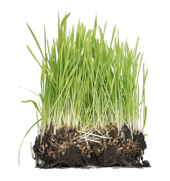 Groen Gras Geïsoleerd Witte Achtergrond — Stockfoto