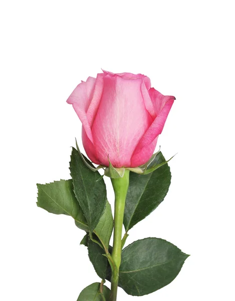 The pink rose — Stock Photo, Image