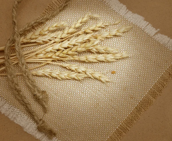 Ώριμο σιτάρι — Φωτογραφία Αρχείου