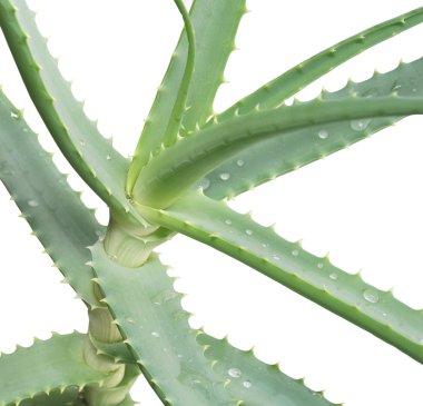 aloe vera