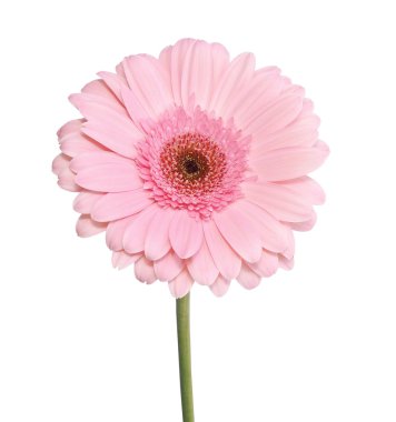 pembe gerbera