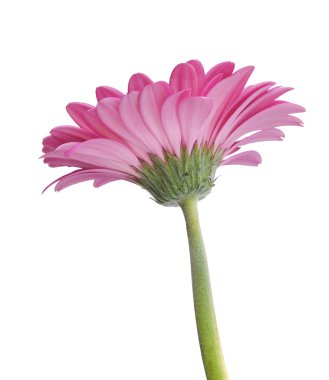 gerbera çiçek
