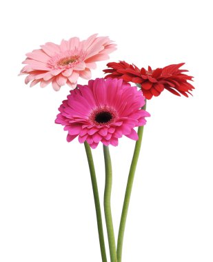 birkaç gerbera