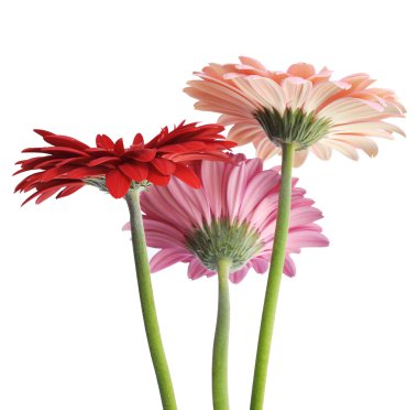 birkaç gerbera