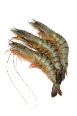 Fresh tiger shrimps on a white background clipart