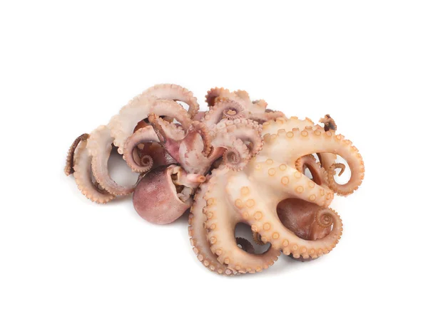 Octopus Isolated White Background — Stock Photo, Image