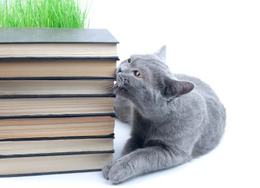 Кошка грызет книги clipart