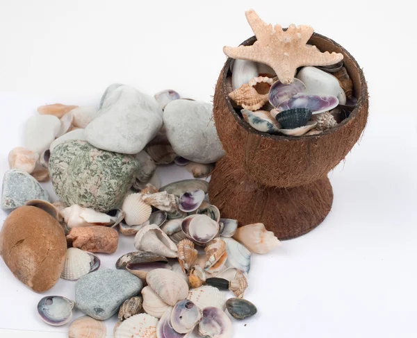 Jarrón de coco lleno de conchas — Foto de Stock