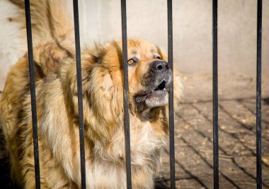 demir bir çit için kötü niyetli köpek