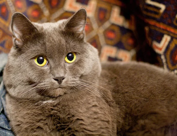 แมวสีเทาดูในเลนส์ — ภาพถ่ายสต็อก