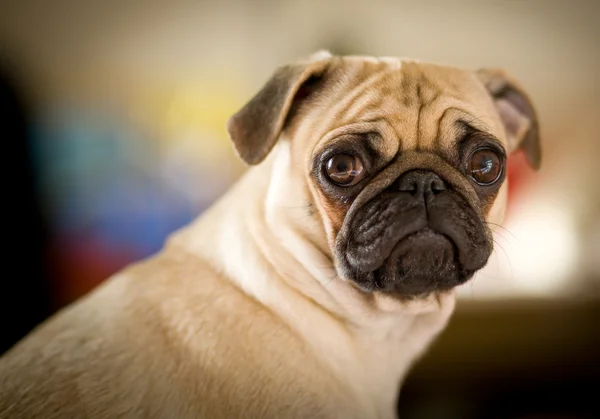 สุนัขเศร้า — ภาพถ่ายสต็อก
