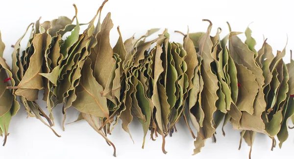 Dry bay leaf — Stock Photo, Image